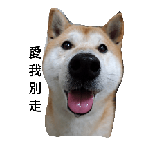 しばいぬ かわいい