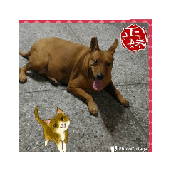 Kitty_20190425205932