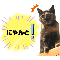 【HKZ】わんにゃんLIFE