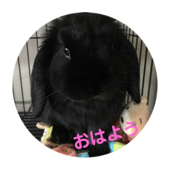 うさ～ず＆ニャンズ