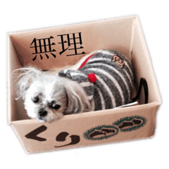 シーズー犬AMOちゃんの日常スタンプ