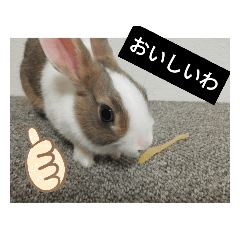 うさぎのきなこ Rabbit KINAKO