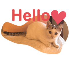 脚長マンチカン、グリちゃん☆基本ユルめ