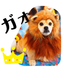 凛太郎スタンプ（ダックス✖️ペキニーズ ）