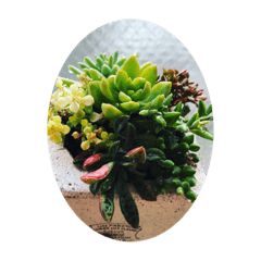 多肉植物スタンプ。。。