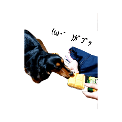 ダックスフンドのここ