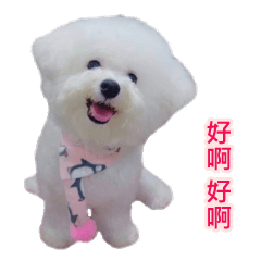 Bichon Niuniu's daily life