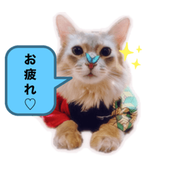 うちのネコ　まーさん