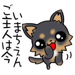 おしゃべりちわわっ