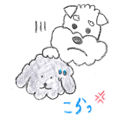 トイプーとシュナウザー