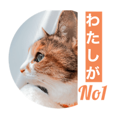 ねこのくぅーちゃん