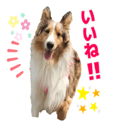 シェルティのさち子さんの日常