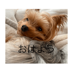 チョコたんシリーズ❤︎