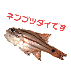 釣りバカその1