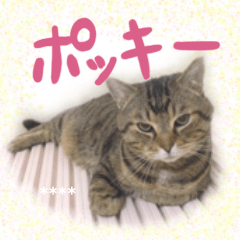 ポッキーの１日