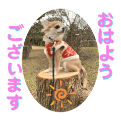 チワワのチェリーちゃん②