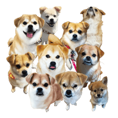 ペキシバニーズ