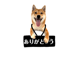 柴犬ぽん太君