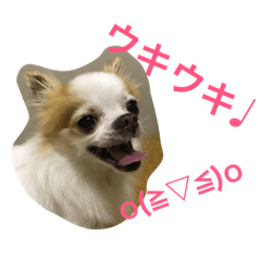 クゥちゃんのスタンプ