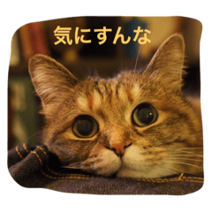 クール猫サチコさん