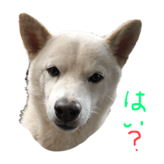 いぬの気持ちとつぶやき