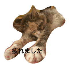 猫の月