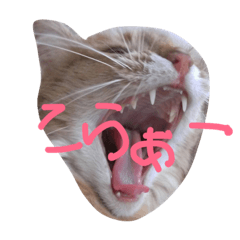 シェリニャンニャン