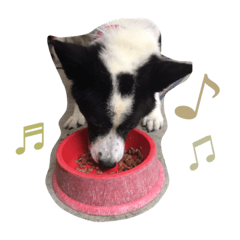 我が家のまっくす