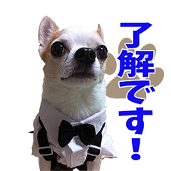 チワワ♡そら