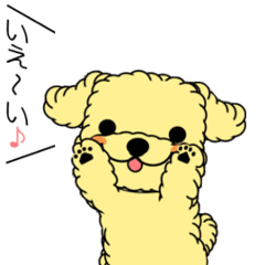 トイプー"みるくちゃん"の日常