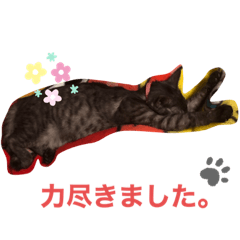 あんずぷりんせす