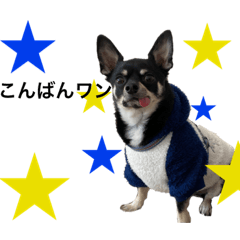 ペロの日常♡【挨拶編】