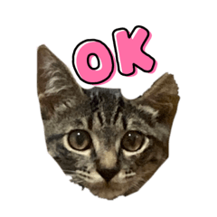 猫のレンスタンプ