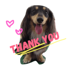 ミニチュア・ダックスフンド