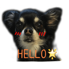 チロルちゃんスタンプ （チワワ）