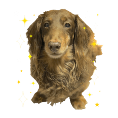 ダックスのイチロー