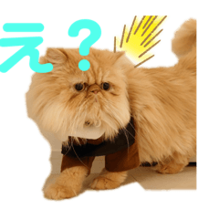 マシューくんスタンプだよ