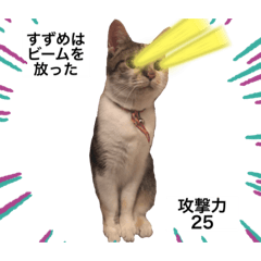 ねこのすずめ２！