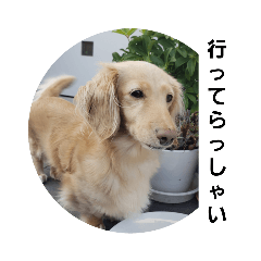 TAKA☆dogミニチュアダックス4