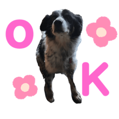 白と黒のわんこスタンプ