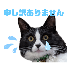 ハチワレ猫のごはんちゃん