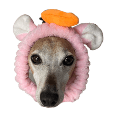 イタグレるーくん