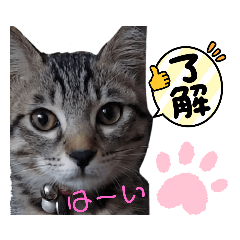キジねこ　めい様がゆく！