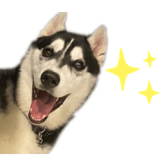 ハスキーのアルくん
