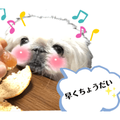 わんこの日常！