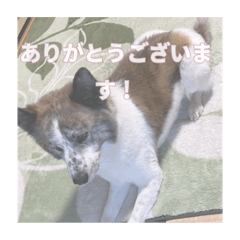 いぬのちょこさん。2