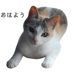 横川家の毛玉たち