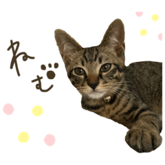保護猫レオくん