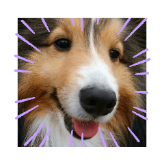 シェルティのルーちゃん！