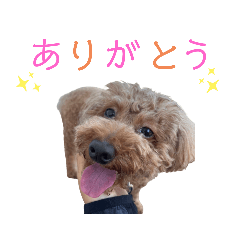 トイプードルのイヴちゃんスタンプ